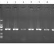 一种大肠杆菌部分耐药基因检测的通用TD-PCR反应试剂盒的制作方法