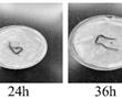 一种从蚯蚓组织中检测微塑料的方法