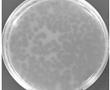 一种青枯雷尔氏菌噬菌体及包含该噬菌体的复合制剂的制作方法