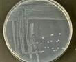一株内生假单胞菌属细菌C145及其应用